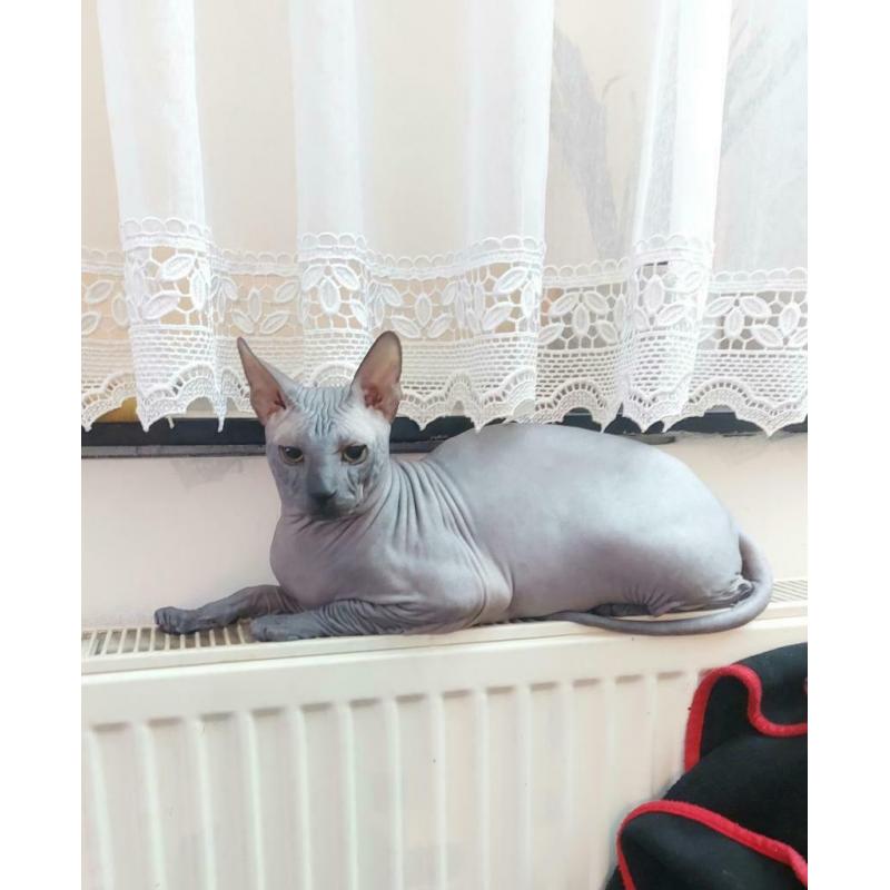 Don Sphynx dekkater (Not for sale!)