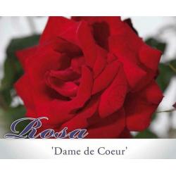 BUISSONS DE ROSES ROUGES: plusieures sortes: 10 + 1 GRATUIT