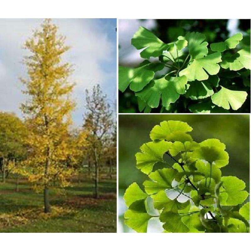 GINKGO BILOBA (Noix japonais) 1 mètre: 20€ + frais de livrai