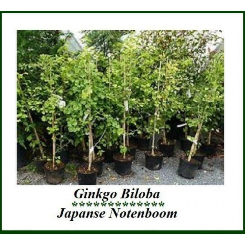 GINKGO BILOBA (Noix japonais) 1 mètre: 20€ + frais de livrai